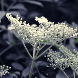 Perfumy do prania o zapachu Białe Piżmo 20 ml ESSENTIA NATURE