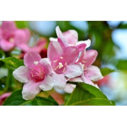 Perfumy do prania o zapachu Jaśmin 20 ml ESSENTIA NATURE