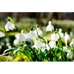 Perfumy do prania o zapachu Leśne Kwiaty 20 ml ESSENTIA NATURE